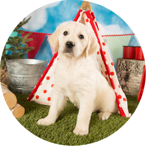 Cute golden retriever photographed by UTurn Studios in their Marshfield, MO studio.