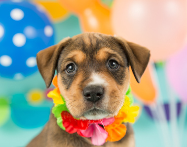 A sweet puppy photographed with birthday balloons during The Model Pet Project's 10 year anniversary celebration.