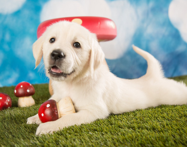 Cute golden retriever puppy photographed on our popular 