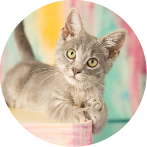 A fluffy and playful gray kitten pauses to pose during a Model Pet Project photo session at the Humane Society of Southwest Missouri.