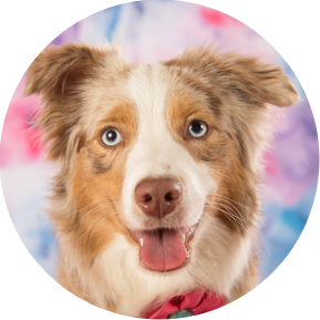 Adorable australian shepherd photographed by pet photographer April Turner of UTurn Studios in their Southwest Missouri studio. 