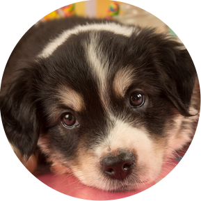There's nothing cuter than puppy eyes. Who could see this photo and resist wanting to go meet this sweet little one, who was photographed while in foster care and awaiting his forever home.