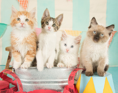 Four sweet and unique kittens pose together on a carnival-themed photo set at a Model Pet Project photo shoot, photographed by April Turner of UTurn Studios.