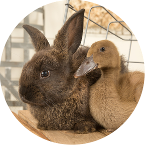 UTurn Studios is happy to photograph any and all animals. Who wouldn't love to spend time with a bunny who likes to cuddle with his duckling friend!?