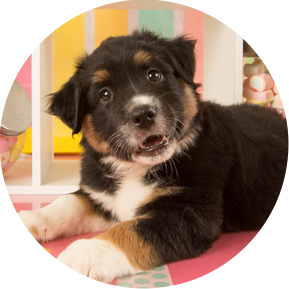 Cute border collie puppy, photographed while he was in foster care and seeking his forever home. This image is part of the UTurn Studios art licensing library. UTurn Studios is proud to be represented by MHS Licensing.