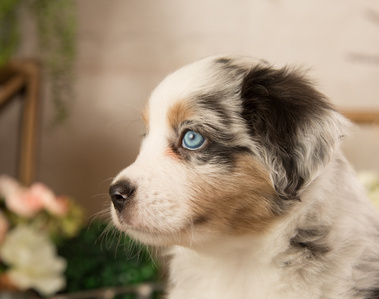 A beautiful Australian Shepherd puppy gazes into the light during her very first photoshoot.
