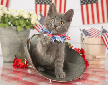 The Model Pet Project photo shoots usually center around a holiday or theme - such as this patriotic themed photo shoot done at the end of June.