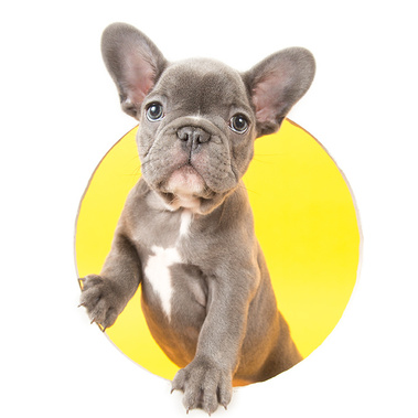 Cute French Bulldog puppy peeks through the screen. This image is part of our 