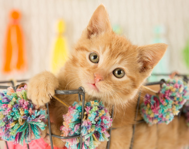 A fluffy yellow kitten enjoys his time in front of the camera, playing and posing for photographer April Turner of UTurn Studios.
