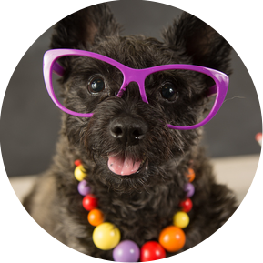 This adorable, adoptable dog was photographed by UTurn Studios during on of their monthly photo sessions for The Model Pet Project - a volunteer effort that was co-founded by April Turner. 