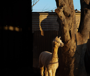 An alpaca bathed in golden light standing next to a tree 