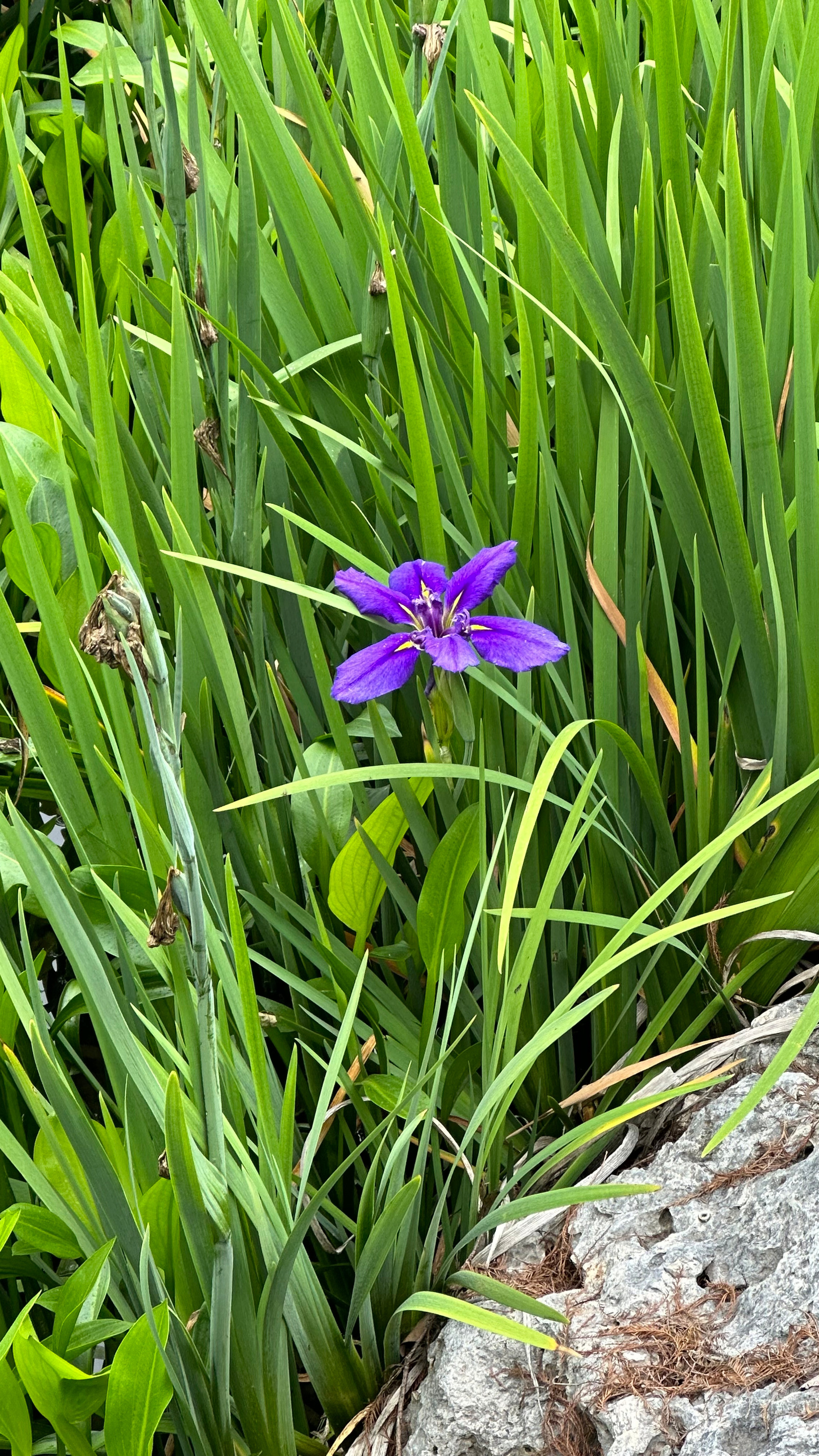 violet iris