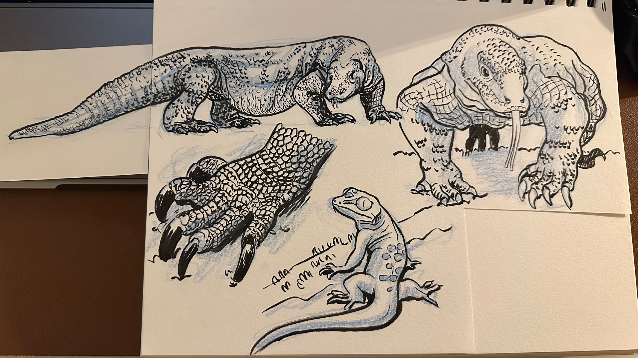 komodo dragon inked sketches