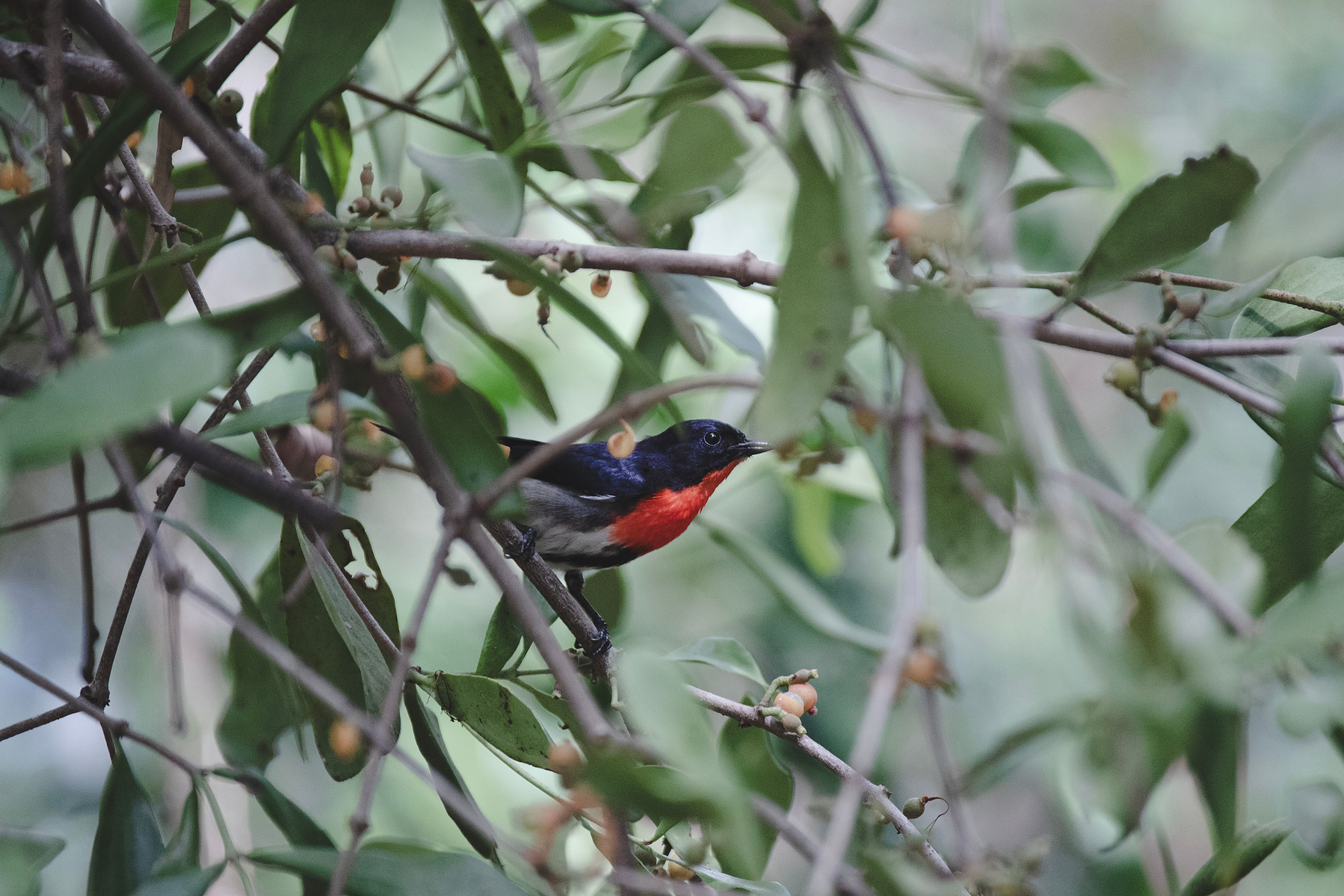 Mistletoebird 
bird with a red chest 