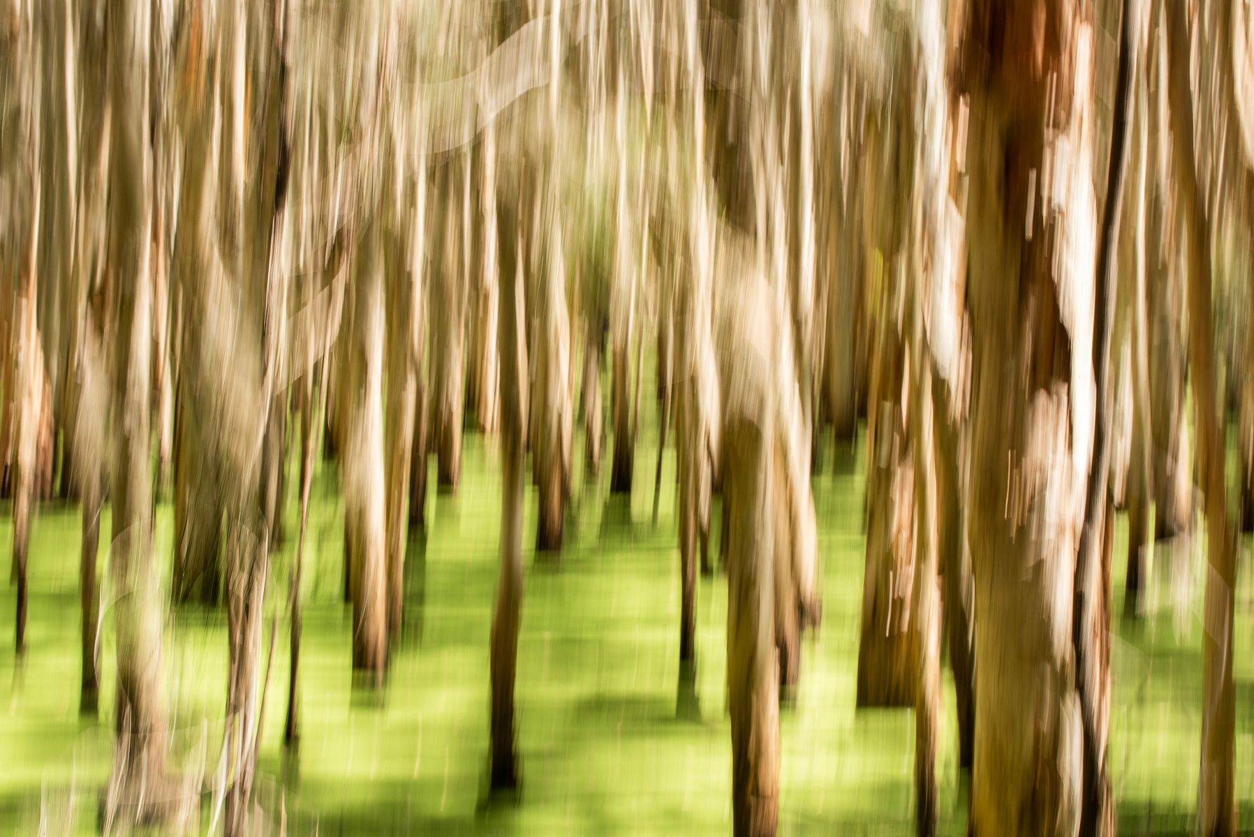 This technique captures the enchanting essence of a forest bathed in a warm, brownish-green hue. The sunlight filters delicately through the dense canopy, casting a soft glow that illuminates the vibrant foliage. 