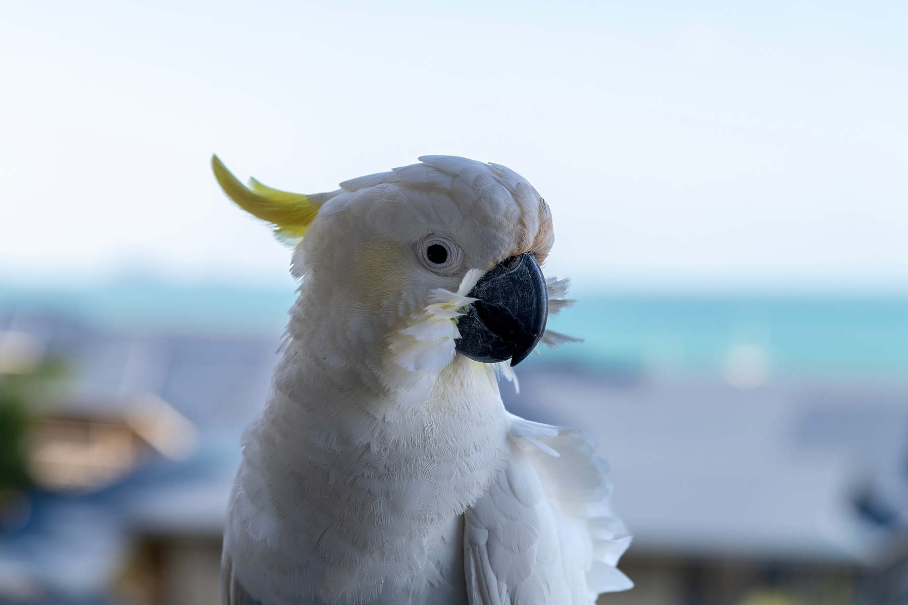 white-crested cockatoo on the balcony