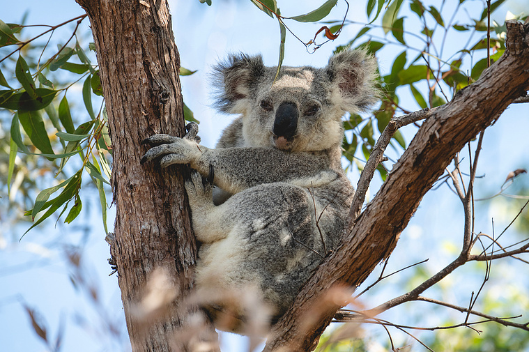 Curious Koala.
Capture the moment a koala just woke up, its eyes wide open and ears perked as it hears the sounds of excited tourists approaching. This image conveys a sense of curiosity and the unique interaction between wildlife and visitors.