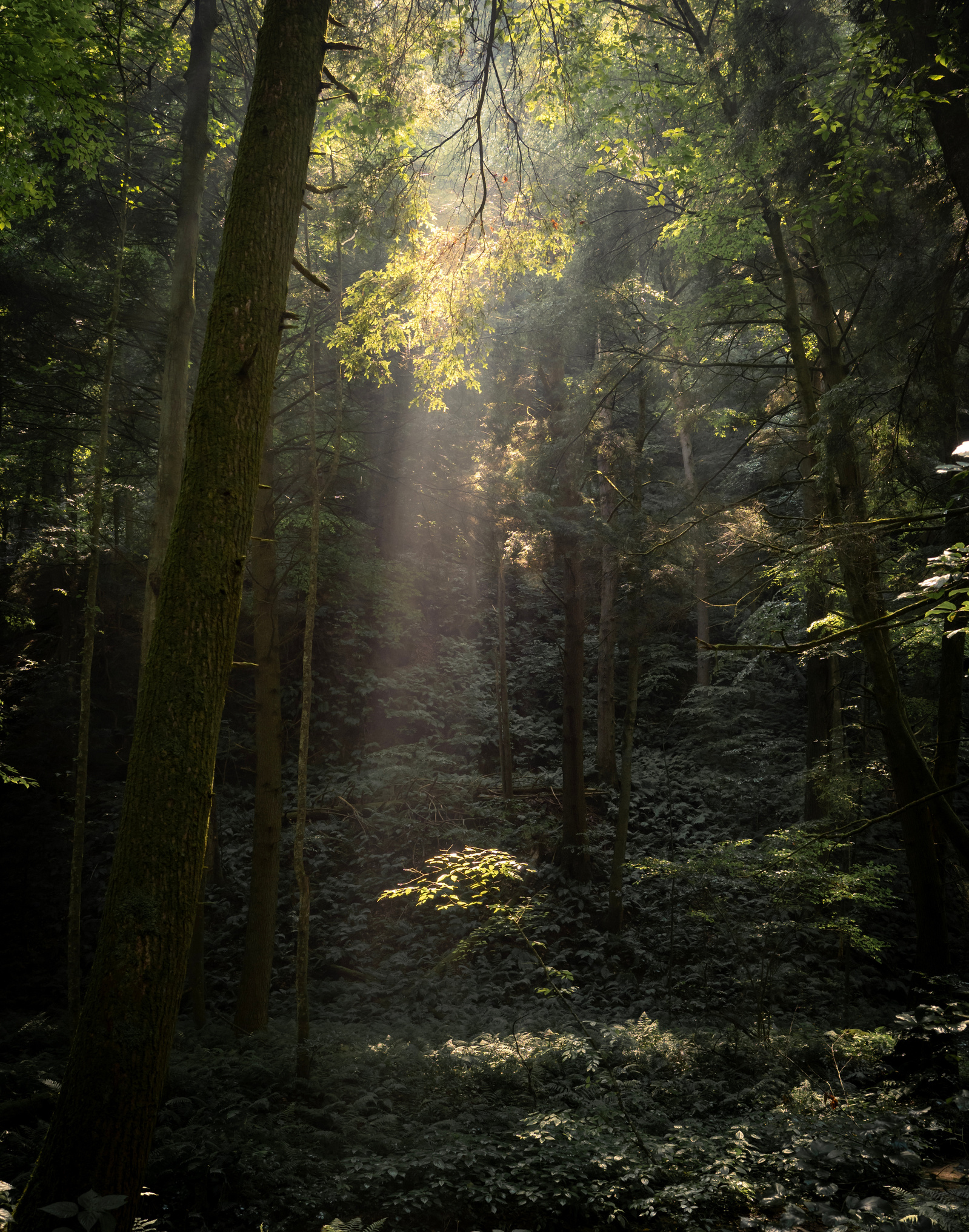 Natural Light, at Conkle's Hollow