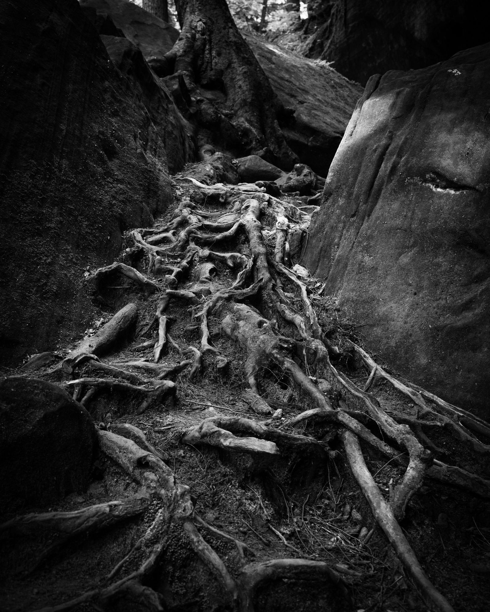Tree Roots