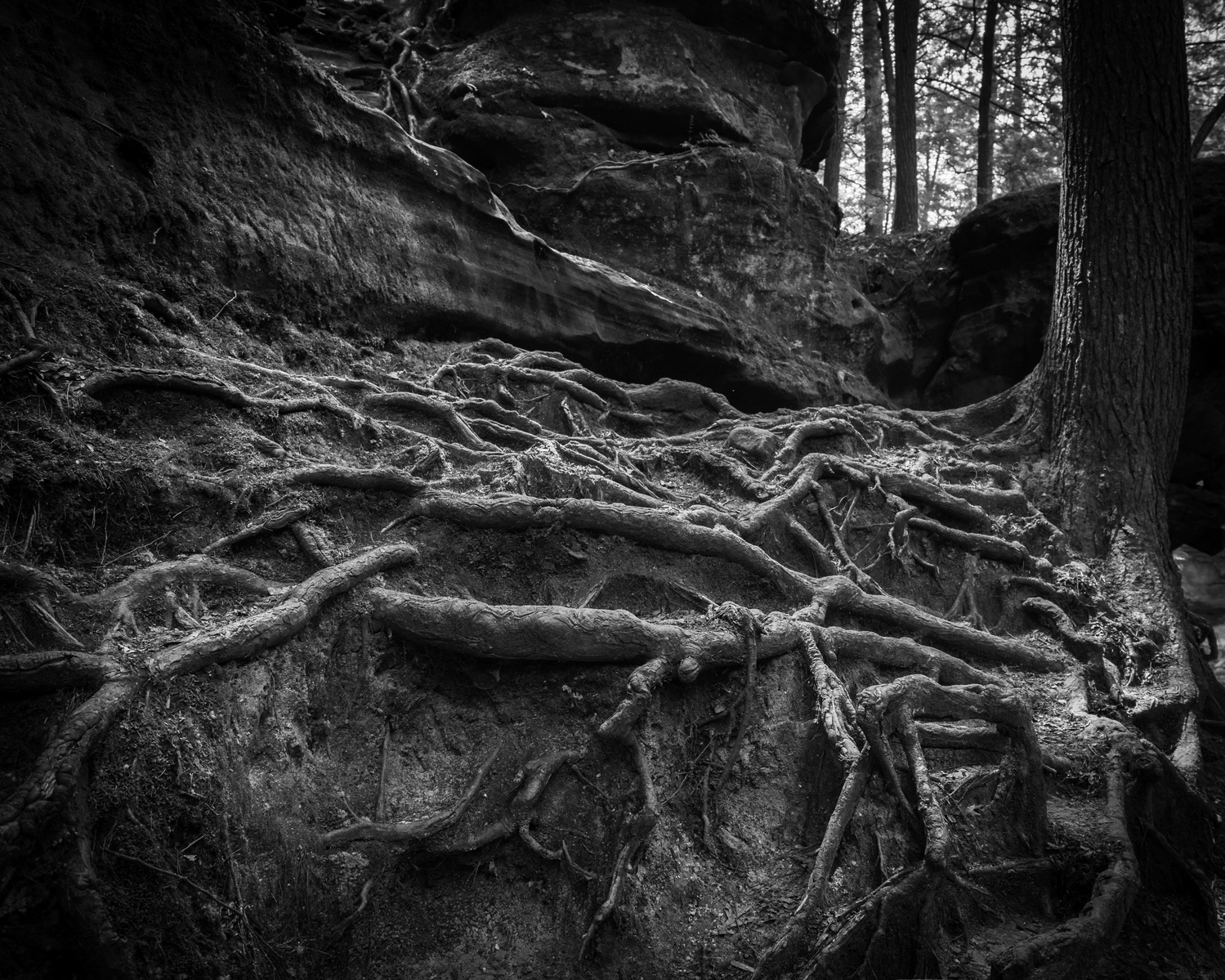 Tree Roots