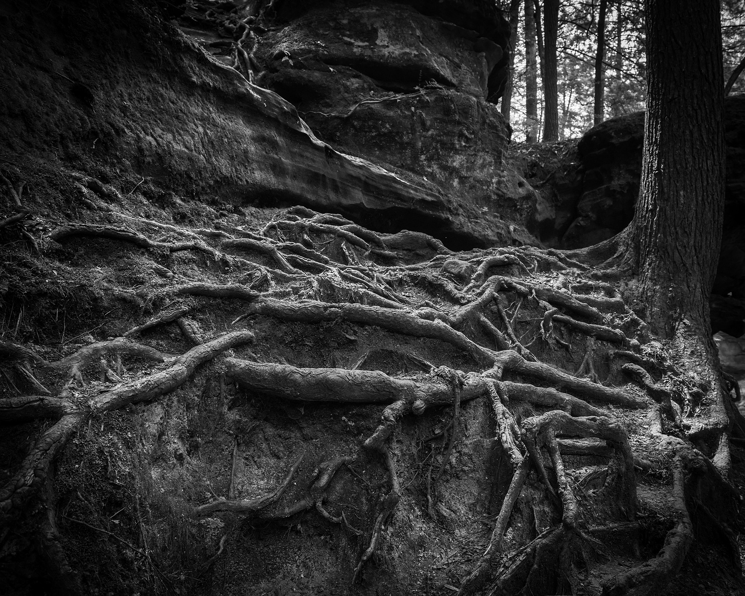 Tree Roots