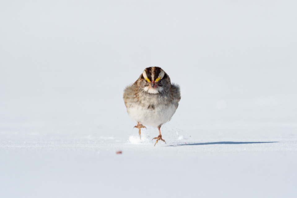 White-throated Sparrow