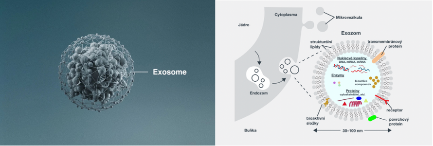 Exozomy jsou přirozené lipidové váčky naplněné bioaktivními molekulami, jako jsou nukleové kyseliny (DNA, RNA), proteiny a lipidy. Tyto mimobuněčné váčky s průměrem mezi 30 a 500 nm se tvoří v endozomech a jsou přirozeně vylučovány buňkami coby odpověď..