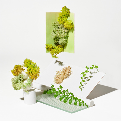 Lucy Leroy Photographe 
lucyleroy.com
@lucy_leroy_marie
Still Life, Composition, Nature, Environnement, Scènettes écologiques présentes dans notre quotidien. 