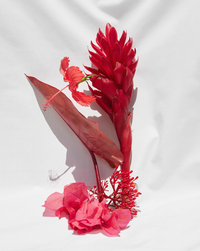 Lucy Leroy Photographe 
Paris
lucyleroy.com
@lucy_leroy_marie
Reportage, Costa Rica, Documentaire, Paysage, Nature, Environnement, écologie, plantes, still life, composition 