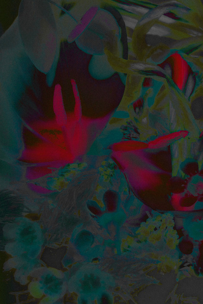 Lucy Leroy Photographe 
@lucy_leroy_marie
Still Life, Plante, Fleurs, composition florale, manipulation photo,  Photo argentique, Solarisation, Arty