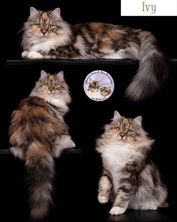Sedcard Sibirer Katze – professionelle Zuchttierfotografie mit drei Ansichten einer langhaarigen, braun getigerten Katze. Portrait, Seitenansicht und Körperbau vor schwarzem Hintergrund.