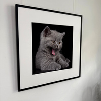 britisch Kurzhaar Katze grau auf schwarzem Hintergrund mit Halbe Bilderrahmen und Passepartout