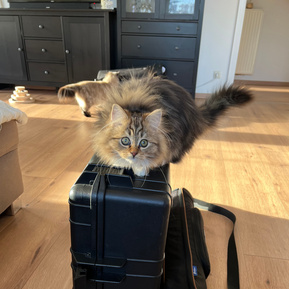 Eine langhaarige braun getigerte Katze mit grünen Augen steht neugierig auf einem schwarzen Transportkoffer für Fotoequipment. Ein ungestellter Moment beim Aufbau des mobilen Katzenstudios im Wohnzimmer.