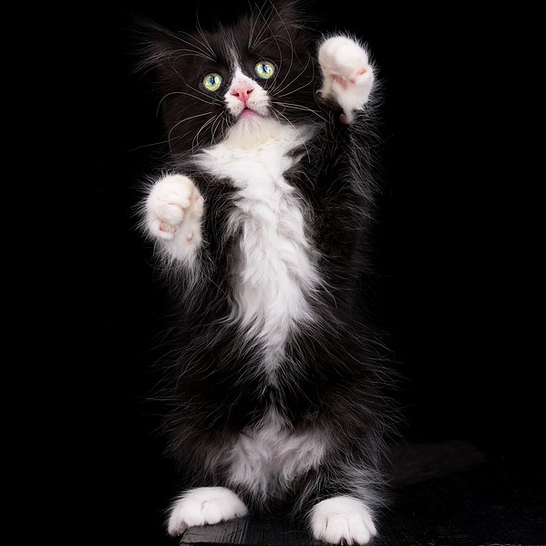 Sibirisches Kitten richtet sich auf und streckt die Vorderpfoten nach oben