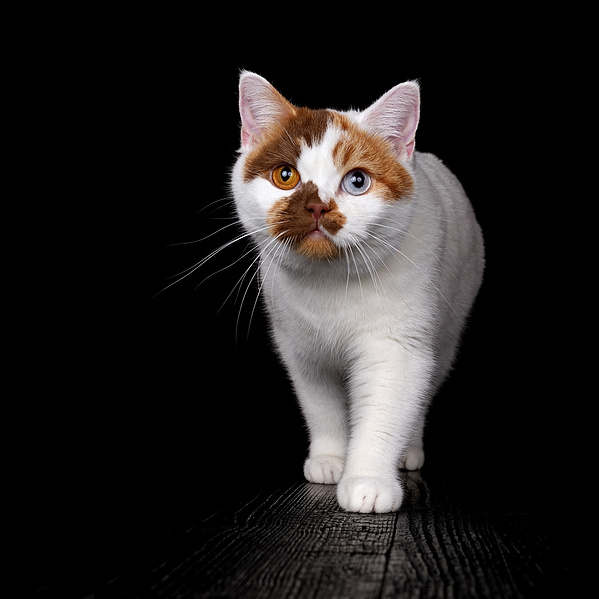 Weiß-rote Britisch-Kurzhaar-Katze mit unterschiedlich farbigen Augen läuft auf die Kamera zu
