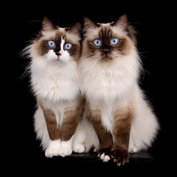 Zwei Ragdoll-Katzen mit blauen Augen vor schwarzem Hintergrund