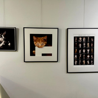 3 Bilder mit britisch Kurzhaar Katze, Devon Rex auf schwarzem Hintergrund mit Halbe Bilderrahmen und Passepartout. 