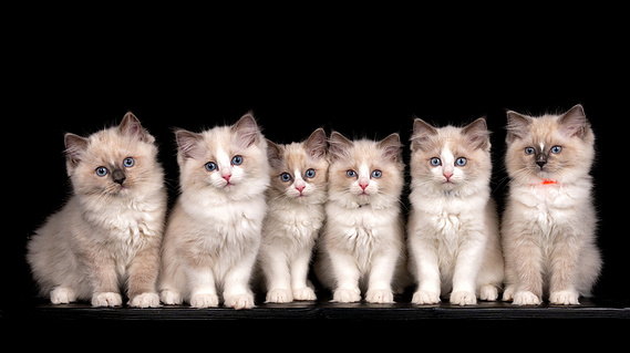 Sechs flauschige Ragdoll-Kitten mit blauen Augen als gemeinsames Wurfportrait vor schwarzem Hintergrund – professionelle Kitten- und Wurffotografie für Katzenzüchter.