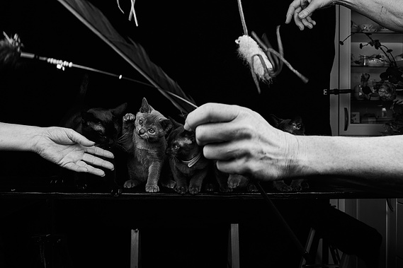 Ein helles Kitten sitzt auf einer schwarzen Fotoplattform im Wohnzimmer. Weitere junge Katzen beobachten neugierig das Geschehen rund um das mobile Fotostudio.