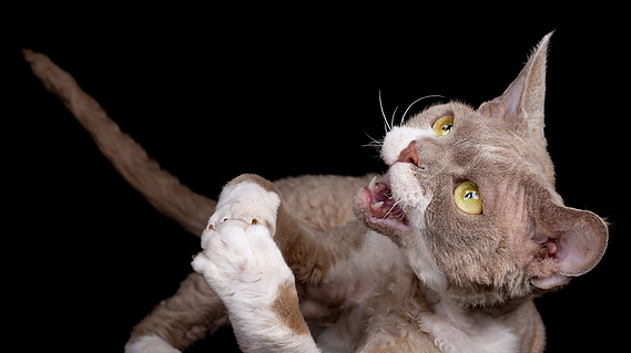 Eine hellbraune Devon-Rex-Katze mit gelbgrünen Augen liegt verspielt auf dem Rücken, öffnet das Mäulchen und hebt eine Vorderpfote. Die Aufnahme vor tiefschwarzem Studiohintergrund zeigt ihre lebhafte Mimik und das charakteristische gewellte Fell.