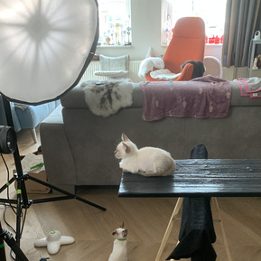 Blick hinter die Kulissen eines Katzenshootings zu Hause: Eine helle Katze sitzt auf einer schwarzen Fotoplattform, während ein großer Studioschirm für die passende Beleuchtung sorgt. Das mobile Fotostudio ist direkt im Wohnzimmer aufgebaut.