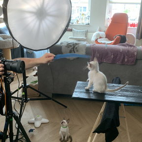 Eine helle Katze sitzt auf der Fotoplattform und beobachtet eine blaue Spielfeder. Kamera und Studiobeleuchtung sind bereits aufgebaut – so entstehen beim Katzenshooting in vertrauter Umgebung natürliche und aufmerksame Portraits.