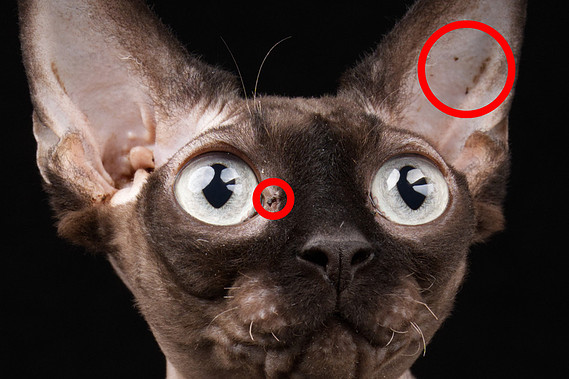 Zwei Nahaufnahmen von Katzen vor schwarzem Hintergrund zeigen kleine Verschmutzungen an Augenpartie und Ohren, die rot markiert sind. Hier ist die Vorbereitung des Züchters gefragt!