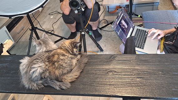 Zwei langhaarige Katzen sitzen entspannt auf einer schwarzen Holzbank im mobilen Fotostudio. Im Hintergrund sind Kamera, Studioblitz mit Softbox und ein Laptop zu sehen. Livekontrolle der Bilder direkt beim Shooting