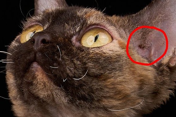 Zwei Nahaufnahmen von Katzen vor schwarzem Hintergrund zeigen kleine Verschmutzungen an Augenpartie und Ohren, die rot markiert sind. Hier ist die Vorbereitung des Züchters gefragt!