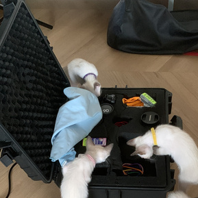 Mehrere neugierige Katzen erkunden einen geöffneten Equipmentkoffer mit Kamera- und Studiozubehör. Ein spontaner Moment hinter den Kulissen der mobilen Katzenfotografie.