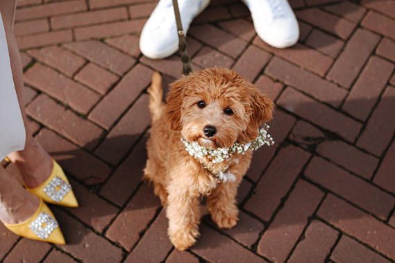 A charming detail of the wedding day, the couple’s dog sits sweetly in a flower collar beside their stylish footwear, looking up with curious eyes.