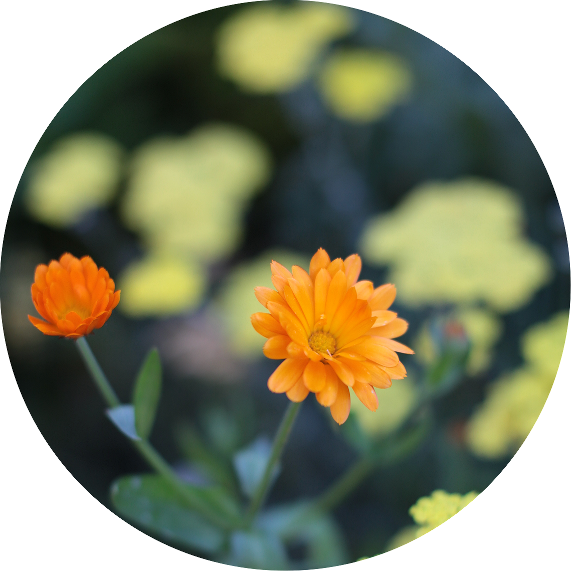 Calendule, yarrow