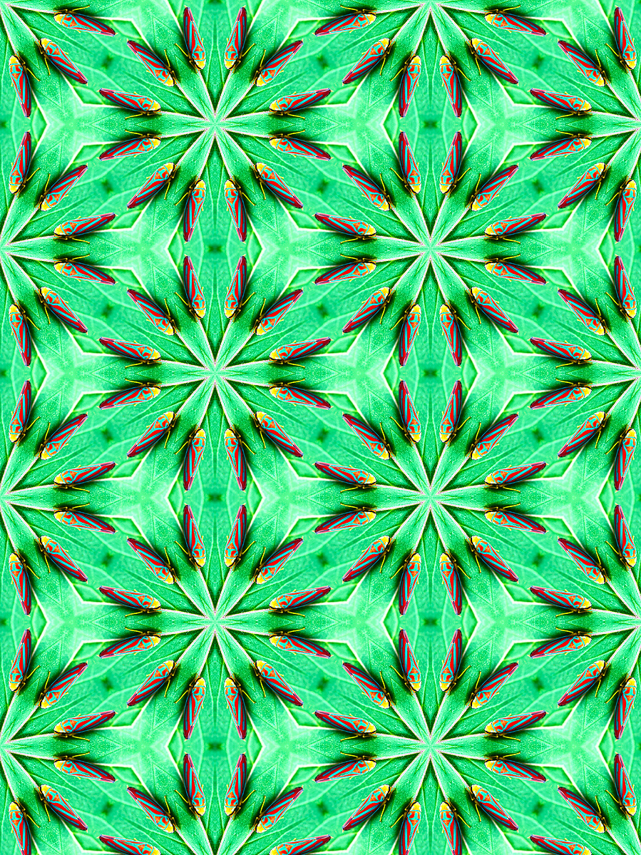 an image of an insect forming a pattern called Red-Banded Leaf Hopper