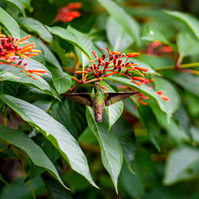 A hummingbird at Wa Samaki Ecosystems in Freeport, Trinidad and Tobago taken by Leilah Dhoré